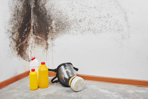 Home Mold Removal in Centre, AL