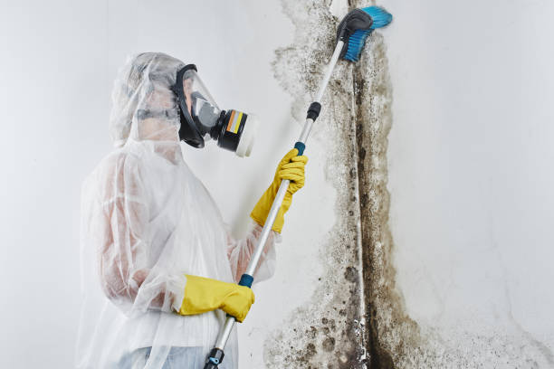 Best Residential Mold Removal  in Centre, AL