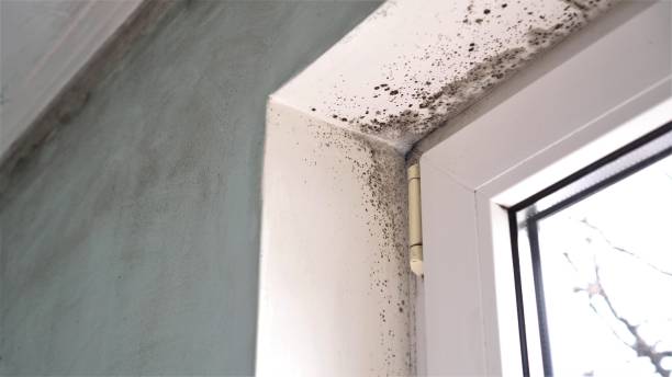 Best Attic Mold Removal  in Centre, AL
