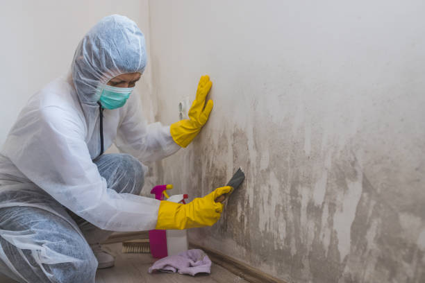 Best Certified Mold Removal  in Centre, AL