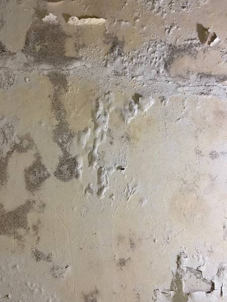 Best Mold Cleaning Services  in Centre, AL