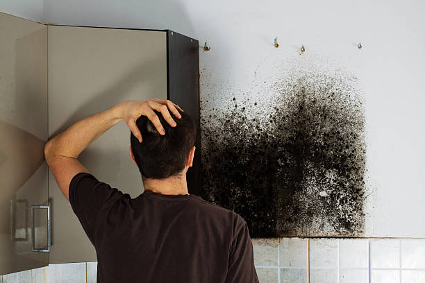 Office Mold Removal Services in Centre, AL
