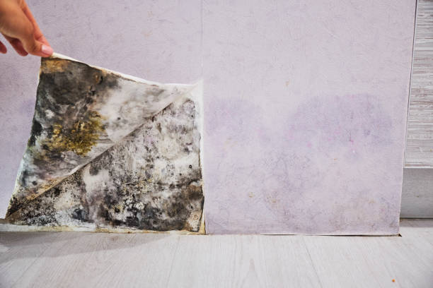 Best Mold Damage Repair  in Centre, AL